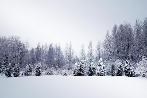 Campo ed alberi innevati in campagna all'inverno.