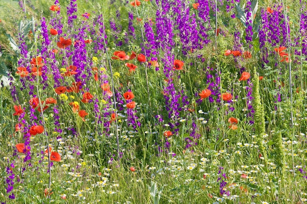 Campo estivo con bellissimo papavero rosso, camomilla bianca e fiori viola (sfondo della natura).