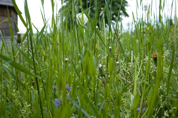 Campo estivo con erba e fiori a fuoco parziale artistico e sfondo sfocato