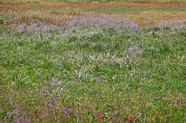 Campo estivo con fiori selvatici