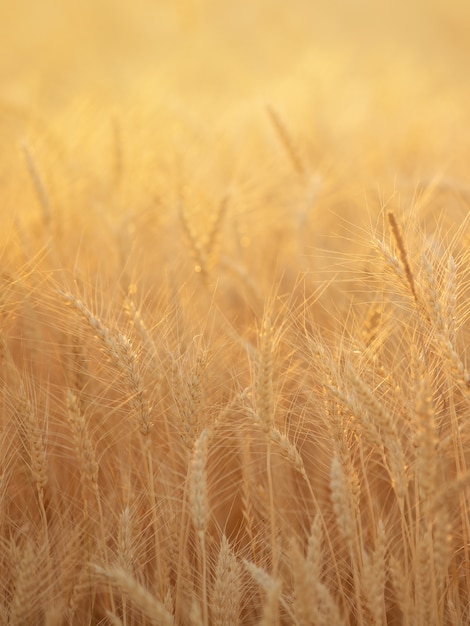 campo estivo con grano maturo sullo sfondo del cielo serale