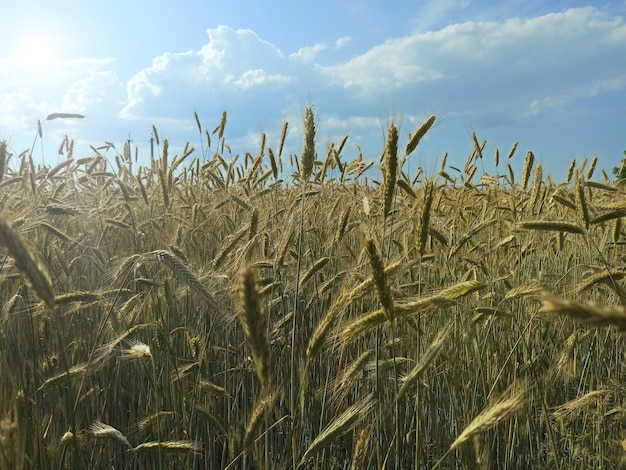 Campo estivo con piante di cereali Naturali ingredienti alimentari