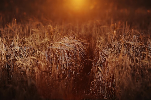 campo estivo di grano di grano