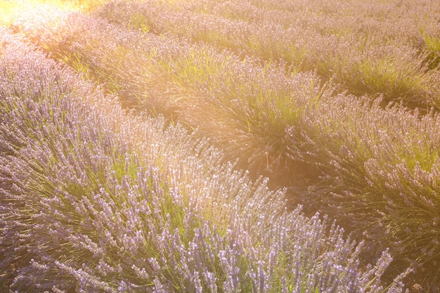 Campo estivo di lavanda in Provenza, Francia. Scatto con messa a fuoco selettiva