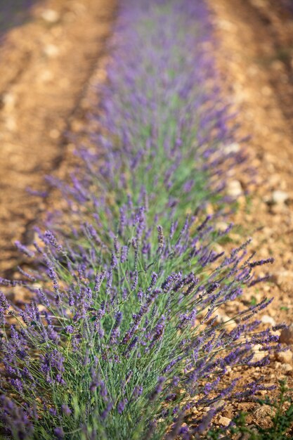 Campo estivo di lavanda in Provenza, Francia. Scatto con messa a fuoco selettiva