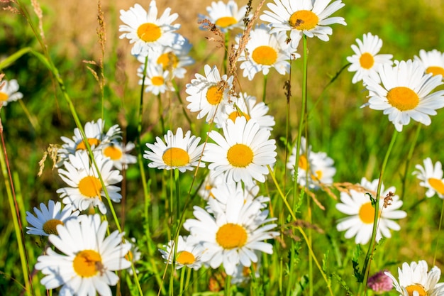 Campo estivo di margherite in fiore al sole