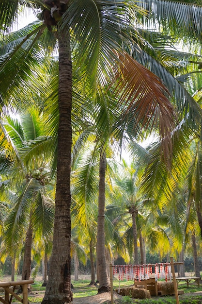 Campo estivo di palme da cocco