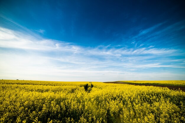 Campo estivo di rap in fiore