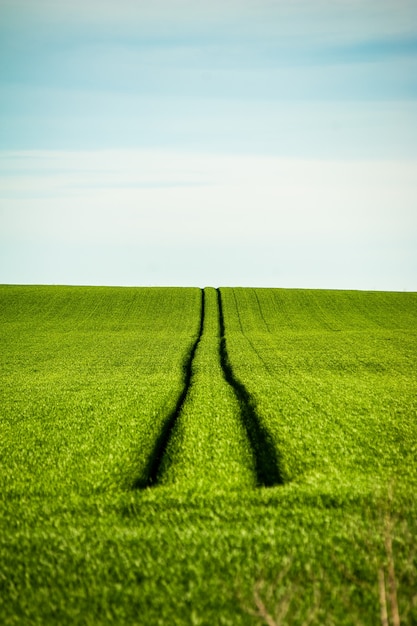 Campo estivo verde agricolo