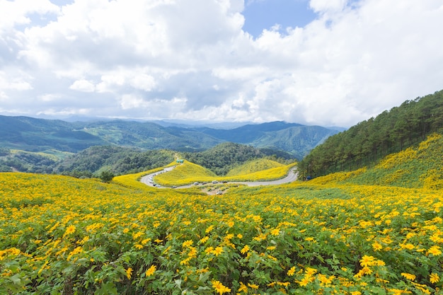 Campo fiore giallo sulla montagna.