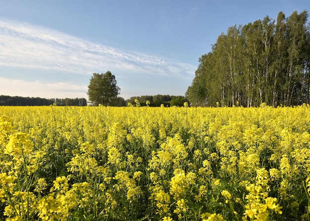 Campo fiorito di colza in estate