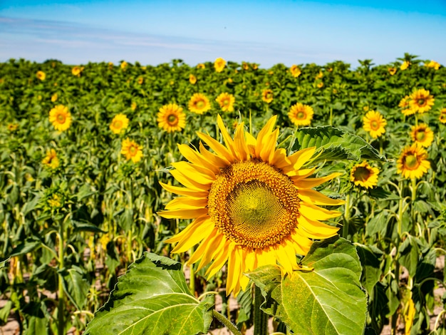 Campo fiorito di girasoli contro il cielo blu