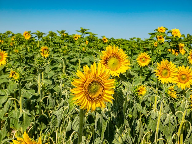 Campo fiorito di girasoli contro il cielo blu