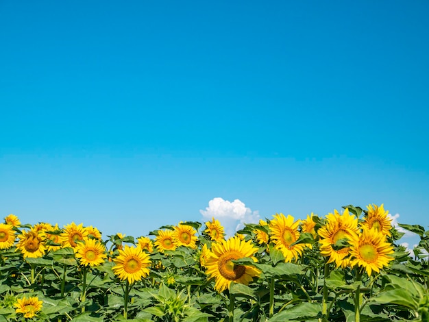 Campo fiorito di girasoli contro il cielo blu