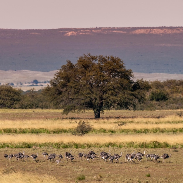 Campo fiorito nella pianura delle Pampas La Pampa Provincia Patagonia Argentina