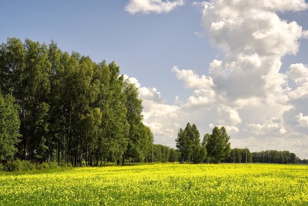 Campo fiorito sotto il cielo