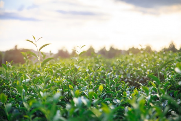 Campo fresco del tè verde del primo piano e vista delle foglie di tè verde intenso fresche superiori giovani sceniche