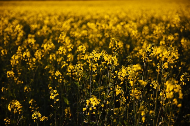 Campo giallo al tramonto