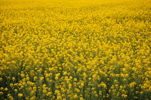 Campo giallo al tramonto