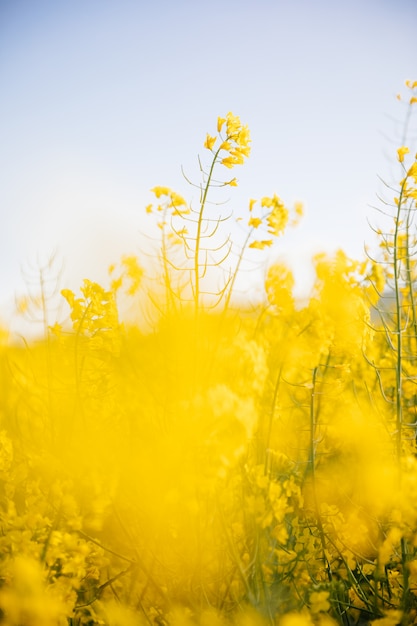 Campo giallo al tramonto