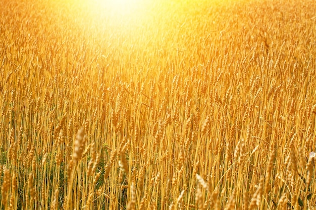 Campo giallo con spighe di grano in una soleggiata giornata estiva Terreno agricolo di un agricoltore