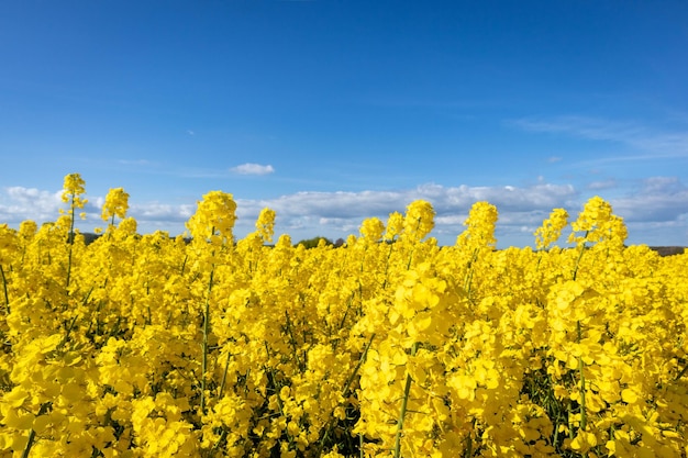 Campo giallo di colza in Danimarca