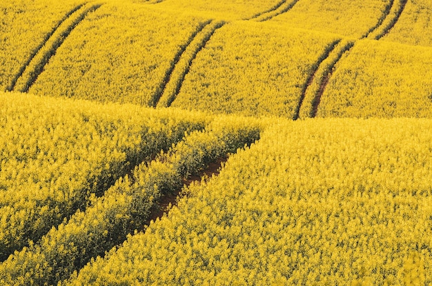 Campo giallo di colza in primavera astratto naturale soleggiato eco stagionale sfondo floreale