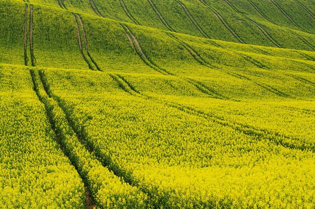 Campo giallo di colza in primavera astratto sfondo floreale stagionale eco naturale