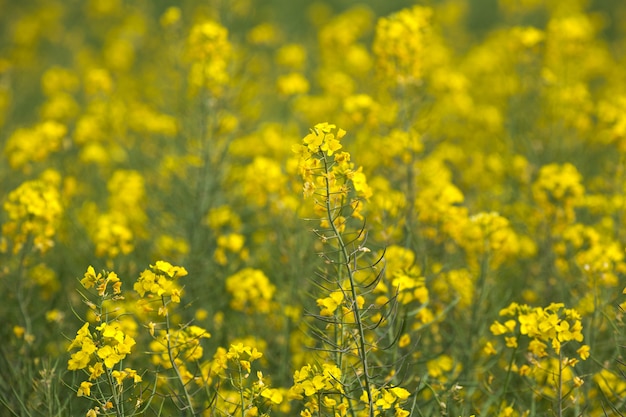 Campo giallo di fiori Senape