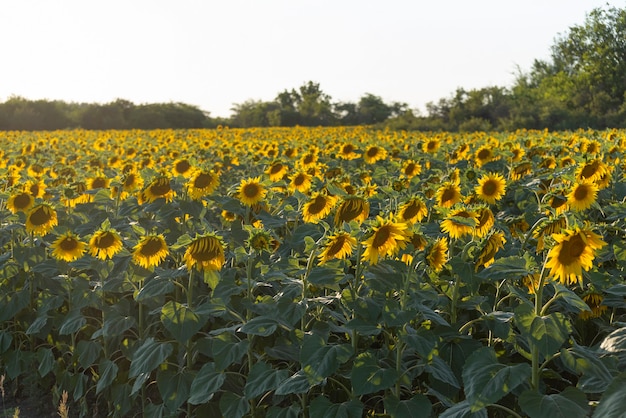 Campo giallo di girasoli sul tramonto