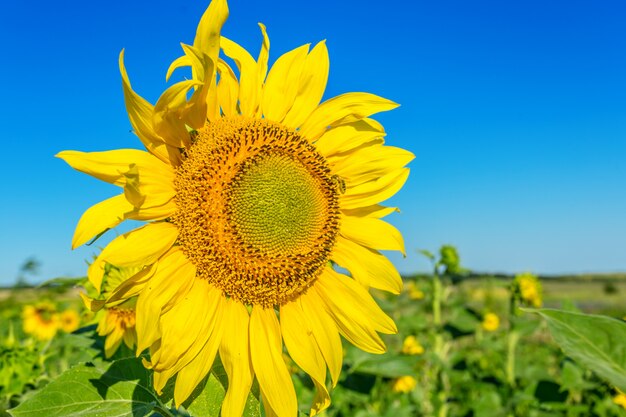 Campo giallo di girasoli