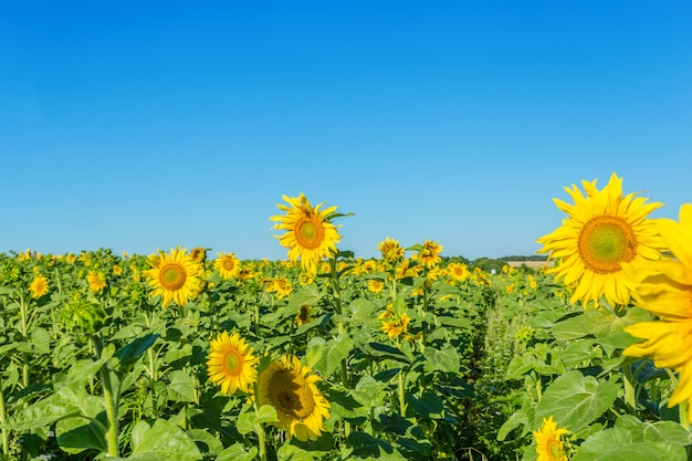 Campo giallo di girasoli