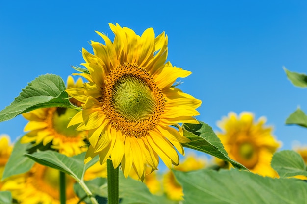 Campo giallo di girasoli