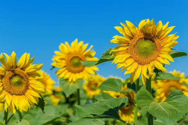 Campo giallo di girasoli