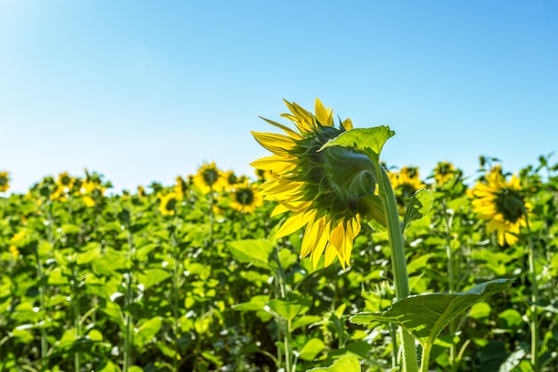 Campo giallo di girasoli