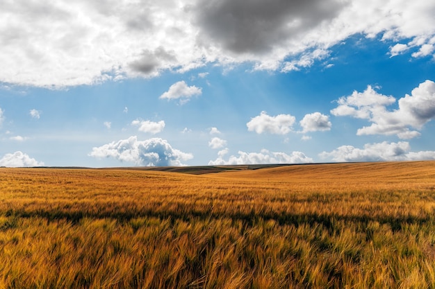 Campo giallo e bel tramonto