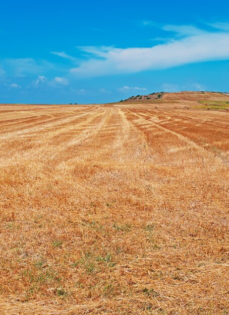 Campo giallo in una limpida giornata estiva