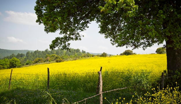 Campo Giallo