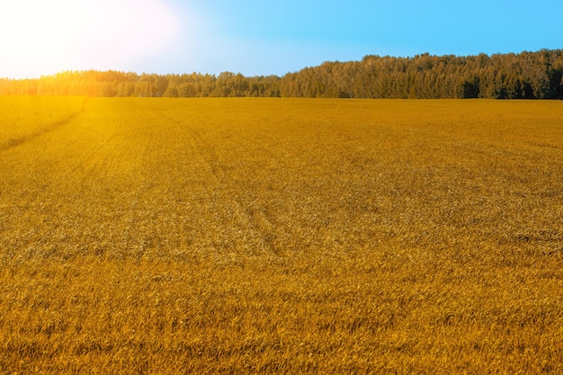 Campo in autunno dopo il raccolto Campo di grano dorato al tramonto scenario del raccolto in campagna copia spazio