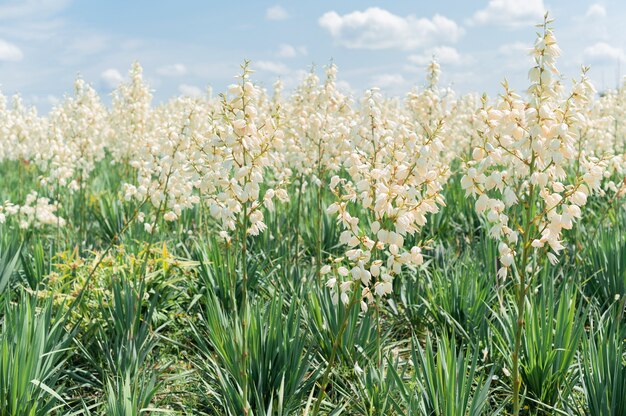 Campo in crescita di sfondo yuka. Cespuglio fiorito decorativo. Fiori bianchi nel parco estivo.