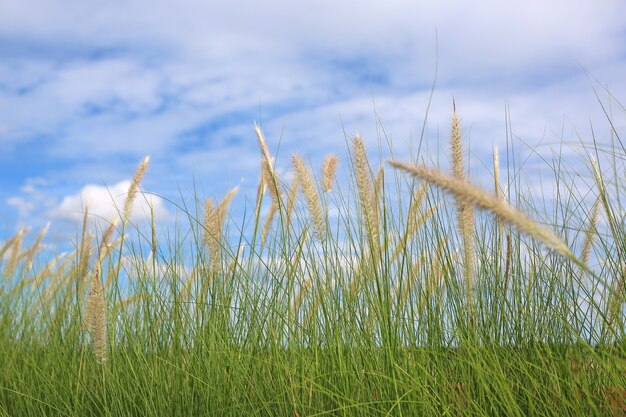 Campo in erba con cielo nuvola