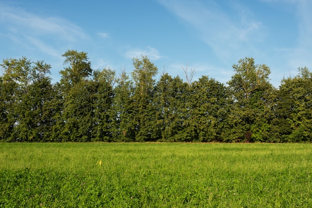 Campo in erba e alberi Paesaggio