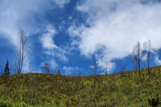 campo in erba e cielo nuvoloso