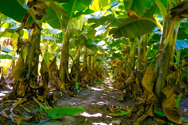 Campo India della coltura del tessuto della banana