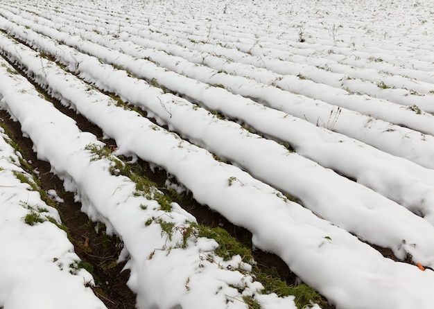 Campo innevato con carote. Primo piano della foto con poca profondità di campo