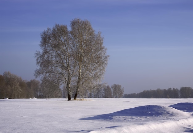 Campo invernale al mattino Betulle nude tra cumuli di neve sotto un cielo blu Siberia Russia