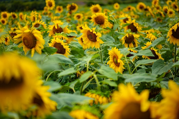 Campo luminoso di fiori di girasoli