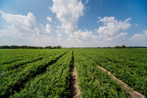 Campo lungo e filari di carote. Cielo estivo blu.