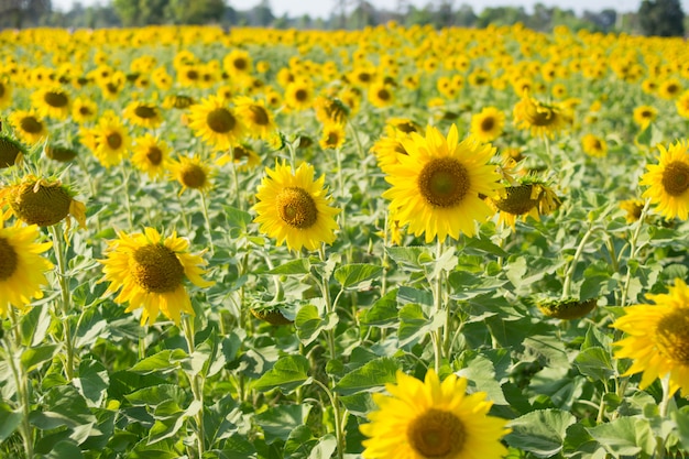 campo naturale di girasole