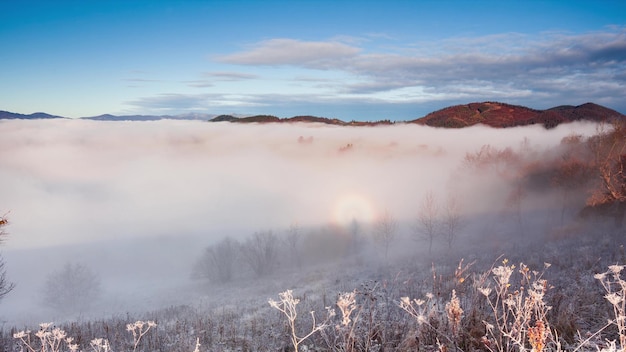 Campo nella nebbia Erba ghiacciata sul campo al freddo mattino d'inverno Erba ricoperta di brina bianca Inizio dell'inverno Gelida mattina di sole Ghiaccio sul prato Cristallo di ghiaccio su un prato